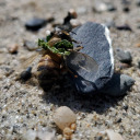 threestandingstones avatar