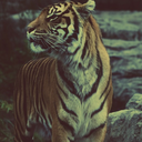 threestorytigers-blog avatar