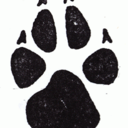 threewhitedogs avatar