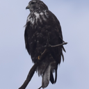 threewinterssnow avatar