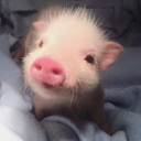 thriftstore-dinosaur avatar