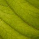 thrillingtragedy avatar