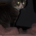 throatofdelusion12 avatar