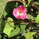 throesofthorns avatar