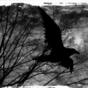 through-the-hagstone avatar