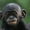 through-the-jungle avatar