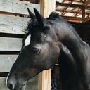 throughlettingness avatar