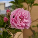 throughtmaeyes avatar