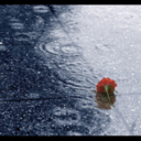 throwing-roses-in-the-rain avatar