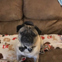 thuglife-puglife avatar