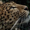 thundercats--ho avatar