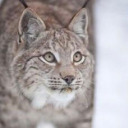 thundercloudsss avatar