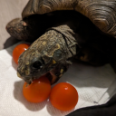 thunderfish-24 avatar