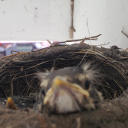 thundernator7 avatar