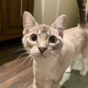 thunderstormdream avatar