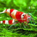 thursday-grrrl avatar