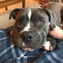 thwartedyetagain avatar