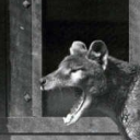 thylacinus-cynocephalus avatar