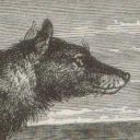 thylaxineskull avatar