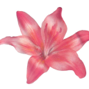 tiaraangelista avatar