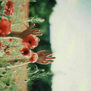 ticercoinunsognoamoremio avatar