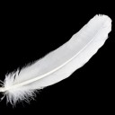 tickleyour-fancy avatar