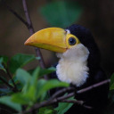 ticklish-historian avatar