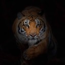 tiempo-de-tigre avatar