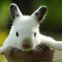 tiffany-davis avatar