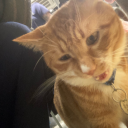 tiffanytheweirdo avatar