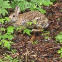 tiffinifanyamber avatar