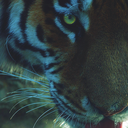 tiger-of-bones avatar