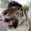 tigerbleps avatar