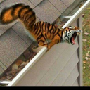 tigereichhoernchen avatar