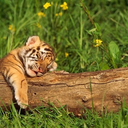 tigerheartstales avatar