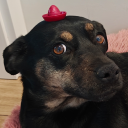 tigerinmylove avatar