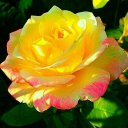 tigerlily-summer-roses avatar