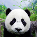 tigerlovescookies avatar