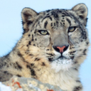 tigerofthesnows avatar