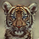 tigers-can-fly avatar