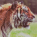 tigersin-blog avatar