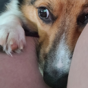 tigersmoon208 avatar