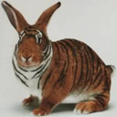 tigerstripedbunny avatar