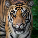 tigerstripes1227 avatar