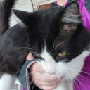 tigerwing-animal-hrt avatar