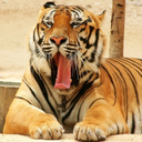 tigeryawns avatar