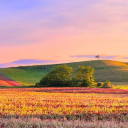 tightlykineticzephyr avatar