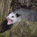 tightwadspoonies avatar