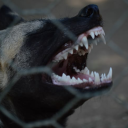 tigresjumeaux avatar