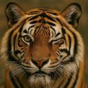 tigresuelto avatar